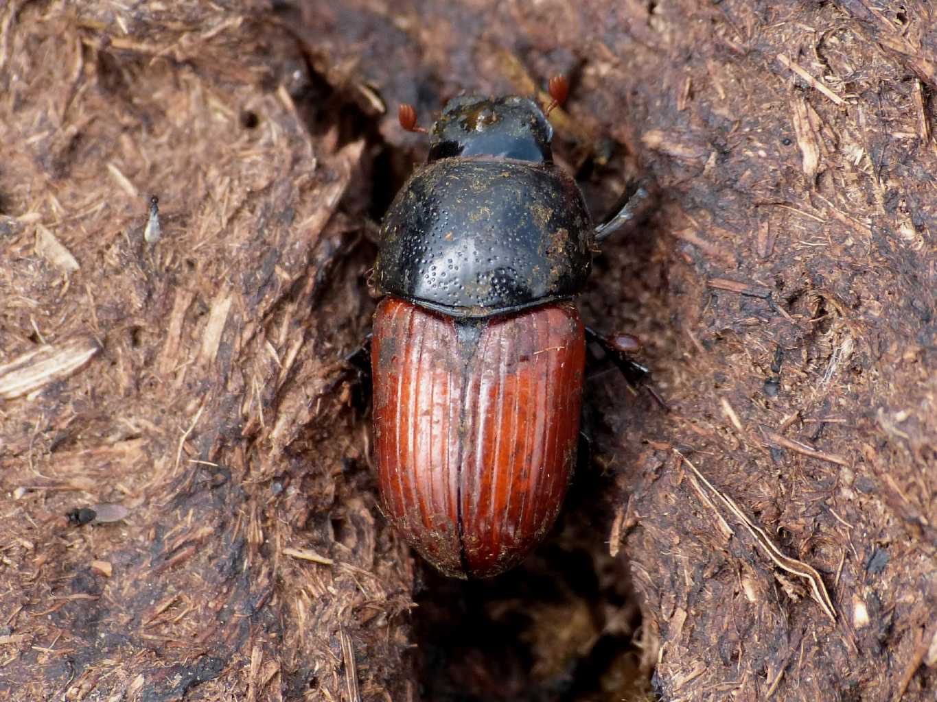 Aphodiidae giganti? Coprimorphus scrutator